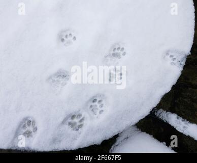 A patio table covered in snow, with the pawprints / footprints of a cat leading across it. UK Stock Photo