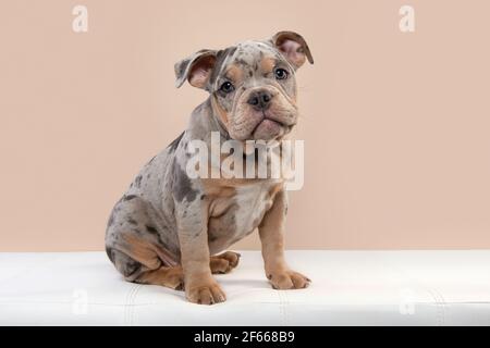 Cute old english bulldog puppy sitting on a sofa looking at the camera on a cream white background Stock Photo