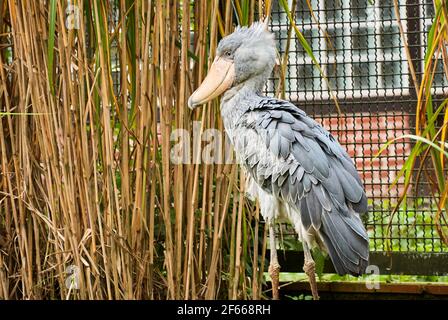 The shoebill, Balaeniceps rex, also whalehead, whale headed stork, or shoe billed stork, is a very large stork like bird, that can be found in Afrika Stock Photo