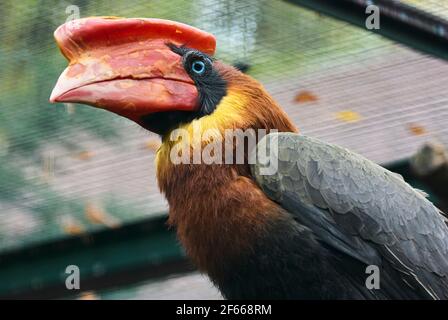 The rufous hornbill Buceros hydrocorax, also known as the Philippine hornbill, is endemic to the Philippines Stock Photo