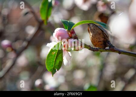 ALMOND FLOWER AND FRUIT ON THE TREE Stock Photo