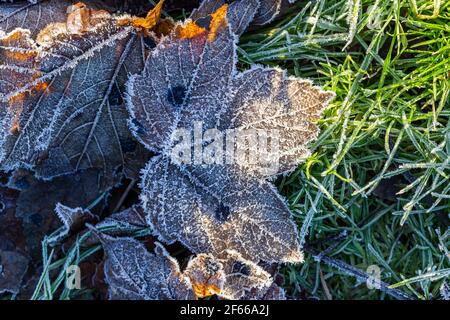 Morning Frost on the Leaves Stock Photo