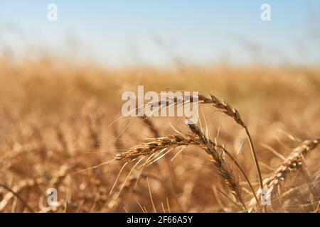 close-up soft focus ripe yellow and orange ears of wheat against blue sky. beautiful field of grasses stretching into horizon without limitation Stock Photo