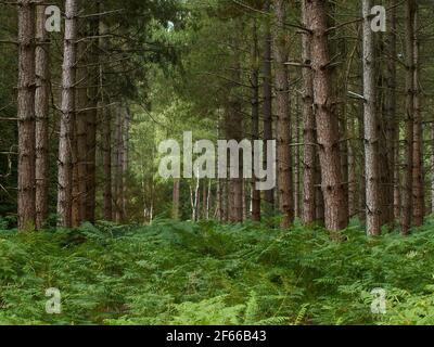 A cordon of shaded fir trunks fills the frame from both sides, drawing the eye along a corridor in the forest to a sunlit clearing where birches stand Stock Photo