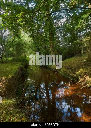 A small stream under a stand of lush-leafed trees that obscure the horizon. The tree canopy is pierced in one spot, with sunlight breaking through. Stock Photo