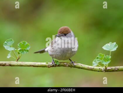 Eurasian Blackcap (Sylvia atricapilla) female bird perched on branch Stock Photo