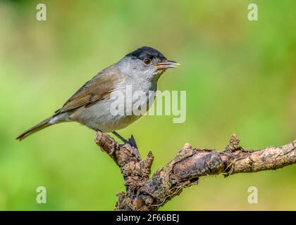 Blackcap (Sylvia atricapilla) male bird perched on withered tree branch close up. Portugal Stock Photo