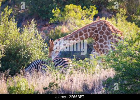 South African giraffes eating on a hill with zebra in the background Stock Photo