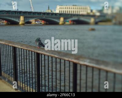 A wind-blown, dishevelled feral pigeon, perched on the railings near the Thames, with a background of the river and a de-focused Blackfriars Bridge. Stock Photo