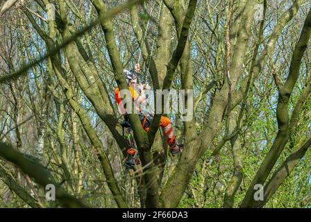 Tree surgeon at work up a tree with chain saw. Stock Photo