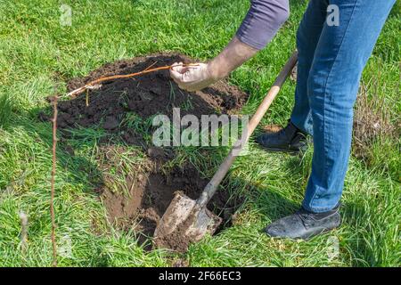 A gardener digs a hole in the ground with a shovel to plant a fruit tree in the garden in spring. Stock Photo