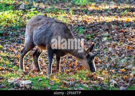 Domestic Goat, Capra aegagrus hircus. Goats are one of the oldest domesticated species of animal, and have been used for milk, meat, fur, and skins ac Stock Photo