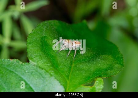 Vadnais Heights, Minnesota.  John H. Allison Forest. Female Dimorphic Jumper, Maevia inclemens resting on a leaf in the forest. Stock Photo