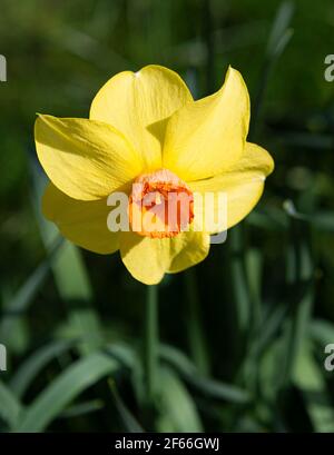 Single Narcissi flowering in Berkshire spring garden (2021) Berkshire, England, UK Stock Photo