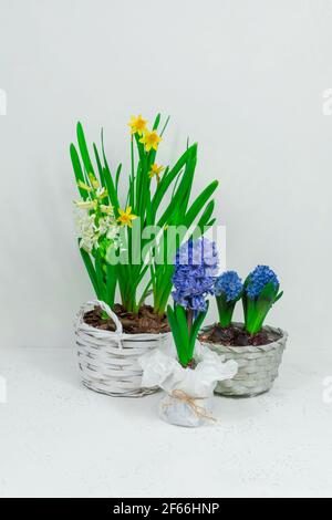 Spring flowers blue hyacinths and yellow daffodils in a white basket against a white wall background Stock Photo