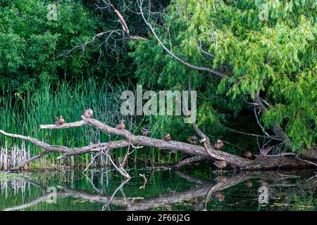 Vadnais Heights, Minnesota.  Vadnais Lake Regional Park.  10 Mallard ducks Anas platyrhynchos sitting on a tree branch above the water resting and pre Stock Photo
