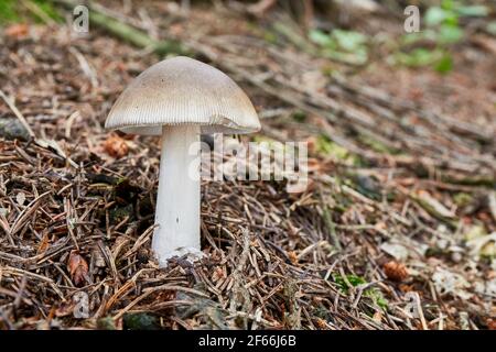 Amanita vaginata - edible mushroom. Fungus in the natural environment. English: grisette Stock Photo