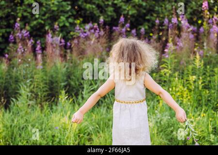 Child back towards camera looking at Chamaenerion angustifolium, fireweed, great willowherb in sunny day rural countryside. Stock Photo