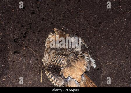 Apple Valley, Minnesota.  Mountain Bamboo-partridge, Bambusicola fytchii taking a dust bath in the dirt. Stock Photo