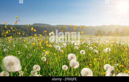 White dandelion blowballs and yellow flowering meadow buttercups at the edge of a field in a rural countryside on a sunny day in spring Stock Photo