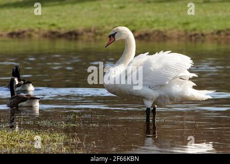 Graceful white swan (Cygnus olor) standing in shallow water, in spring. Stock Photo