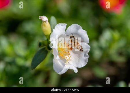 Honey bee in Portulaca grandiflora flower carrying pollens from one flower to another and collecting honey Stock Photo