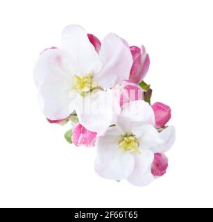 Two flowers of Apple blossoms with buds isolated on white background. Close-up Stock Photo