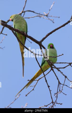 London, 30 March 2021: In Dulwich Park a female (left) and male (right) ring-necked parakeet perch in a tree. A large breeding population now exists in many areas of London and the home counties.  Anna Watson/Alamy Stock Photo