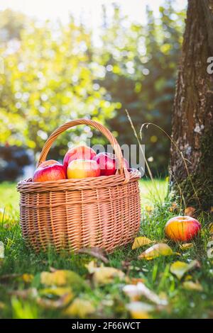 Harvested red apples in basket. Organic fresh fruit. Homegrown produce from orchard. Garden as background Stock Photo