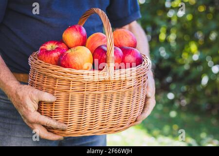 Farmer holding wicker basket with red apples in garden. Homegrown produce from organic farm. Fresh harvested fruit Stock Photo
