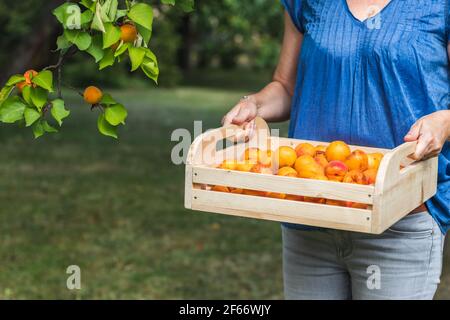 Harvesting apricot fruit in garden at summer. Woman holding wooden crate full of fresh harvested apricots. Organic homegrown produce Stock Photo