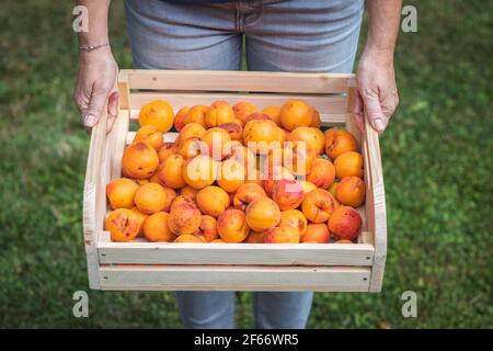 Farmer holding wooden crate full of apricot fruits. Harvesting ripe apricots in garden. Front view of woman with harvested organic homegrown produce. Stock Photo