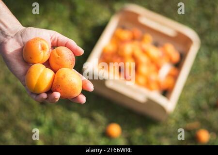 Apricot in human hand, wooden crate of harvested fruit as blurry background. Woman holding fresh ripe apricots Stock Photo