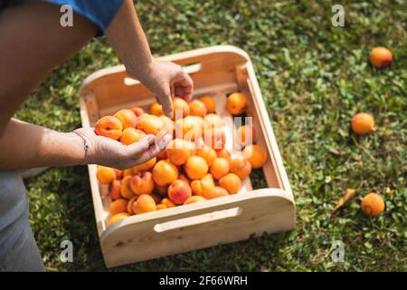 Woman picking apricot during harvesting season. Farmer putting fresh ripe organic fruit into wooden crate. Stock Photo