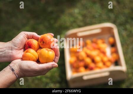 Apricots in female hands, wooden crate full of harvested organic fruit as blurry background. Harvesting homegrown produce. Stock Photo