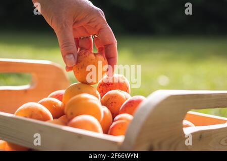 Picking apricot during harvesting season. Woman holding fresh ripe apricot in her hand. Wooden crate with organic fruit Stock Photo
