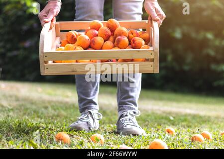 Woman holding crate full of fresh harvested apricot in garden. Picking organic fruit during harvesting season. Homegrown produce Stock Photo