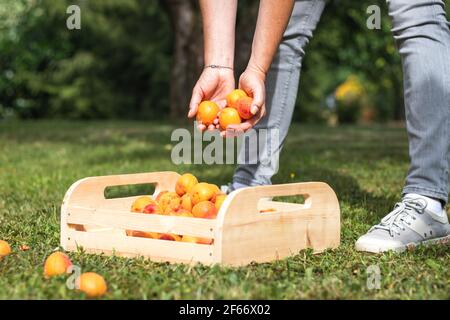 Woman picking apricots into wooden crate. Farmer harvesting fruit in orchard. Fresh homegrown produce at organic farm Stock Photo