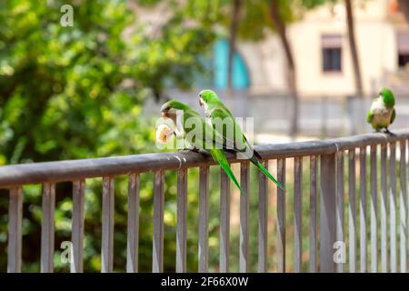 Couple of green parrots share bread on a fence in the city Stock Photo