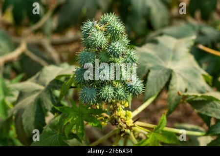 A bunch of Palma-christi fruits or seeds that spiny capsules containing seeds that are the source of castor oil and ricin and great herbal medicine Stock Photo