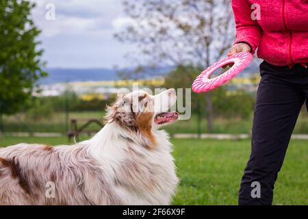 Australian Shepherd playing with plastic disc outdoors. Pet owner training dog. Cute purebred dog in garden Stock Photo