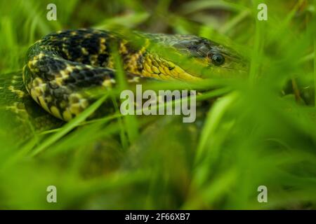 Amphiesma stolatum is the name of a species, part of the genus Amphiesma. The buff striped keelback snake sitting rounded in the green grass hide and Stock Photo