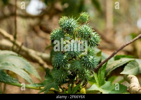 Close-up top view of a bunch of Palmate fruits or seeds that spiny capsules containing seeds that are the source of castor oil and ricin and great her Stock Photo