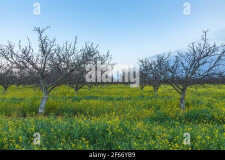 Blooming field mustard at the walnut farm in Gilroy, California, United States, in early spring. Stock Photo