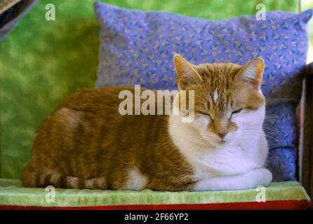 Domestic Ginger Cat Sleeping on a warm summaer's afternoon. Stock Photo