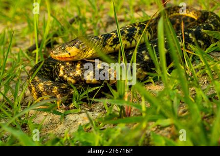 Non-Venomous Snakes is Amphiesma stolatum also called pet snake and he finding or hunting food in daylight on sitting the green grass Stock Photo