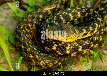 Non-aggressive Amphiesma stolatum or buff striped keelback snake and it's not dangerous to humans because they not carrying the toxin Stock Photo