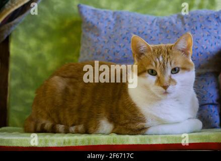 Domestic Ginger Cat Resting on a warm summer afternoon's day. Stock Photo