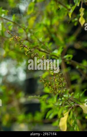 Ocimum tenuiflorum or Holy basil also called Tulasi or Tulsi, flowering and seed plant of the mint family of Lamiaceae grown for its aromatic leaves i Stock Photo