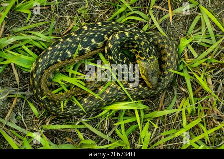 The snake is sitting twisted rounder its body into the morning green grass dew drops. The top view of Non-Venomous Snakes is Amphiesma stolatum Stock Photo